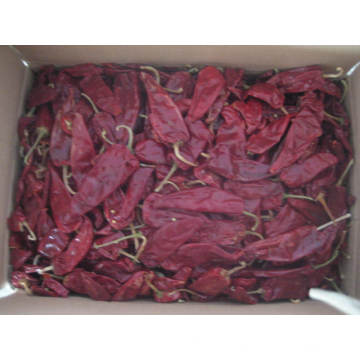 Nuevo Cultivo Buena Calidad Exportación Fresca Yidu Chili